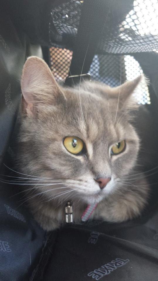 Blanding af racer Maika billede 11