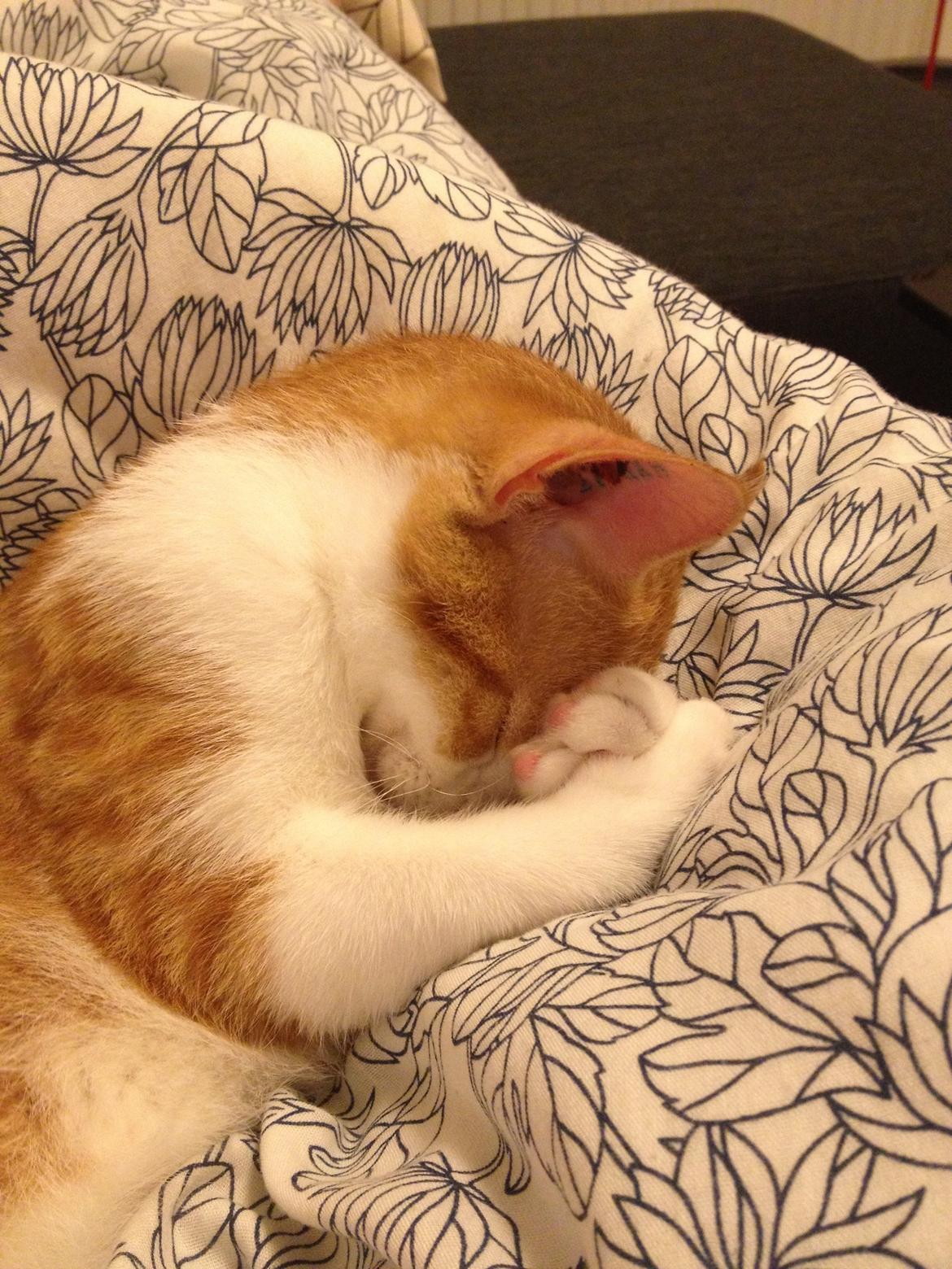 Huskat Chilli billede 1