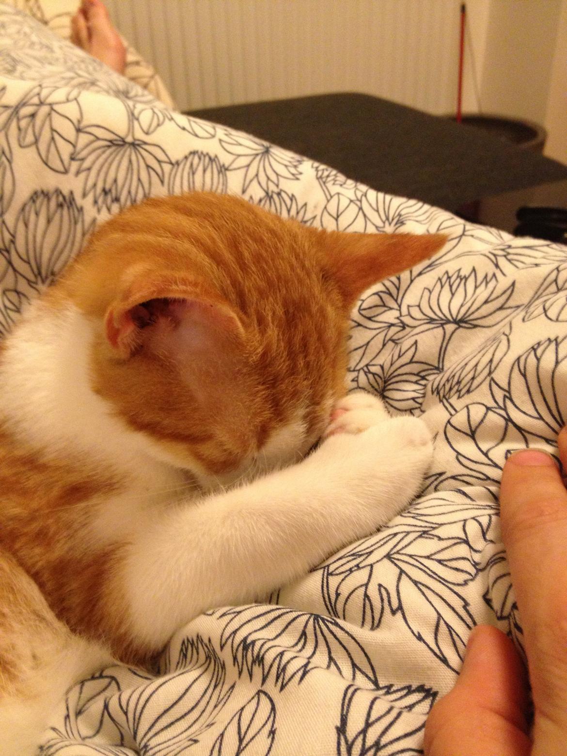 Huskat Chilli billede 2