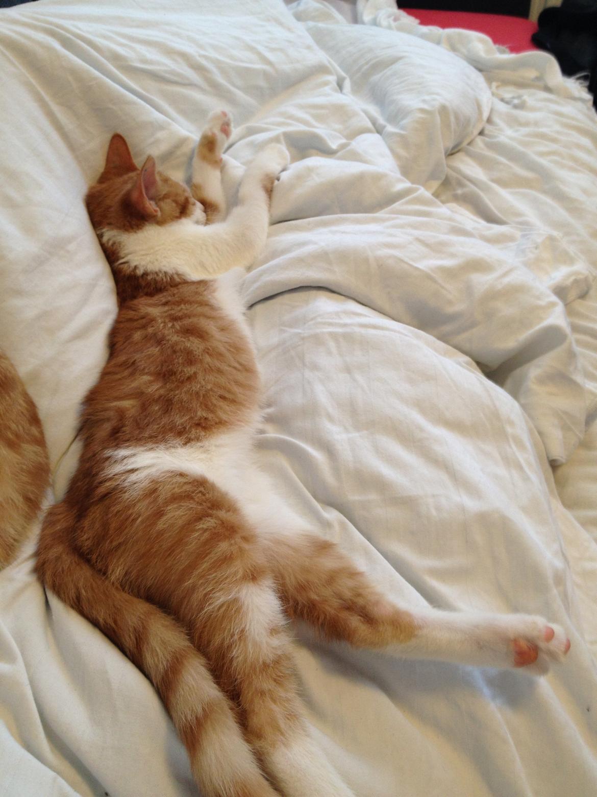 Huskat Chilli billede 3