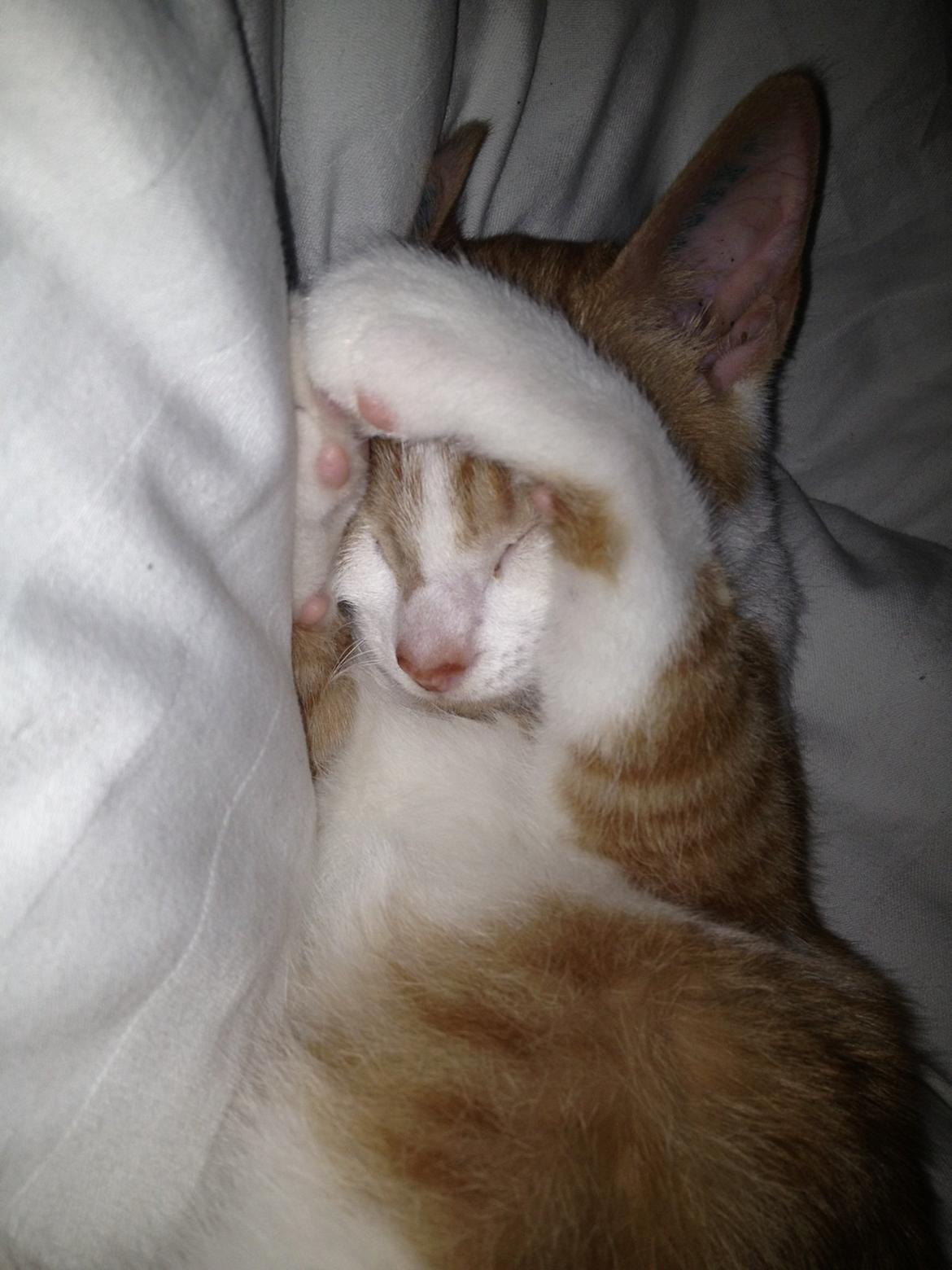 Huskat Chilli billede 4