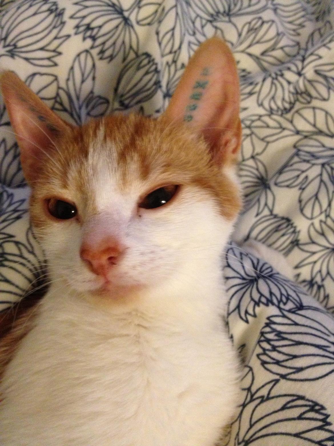 Huskat Chilli billede 5