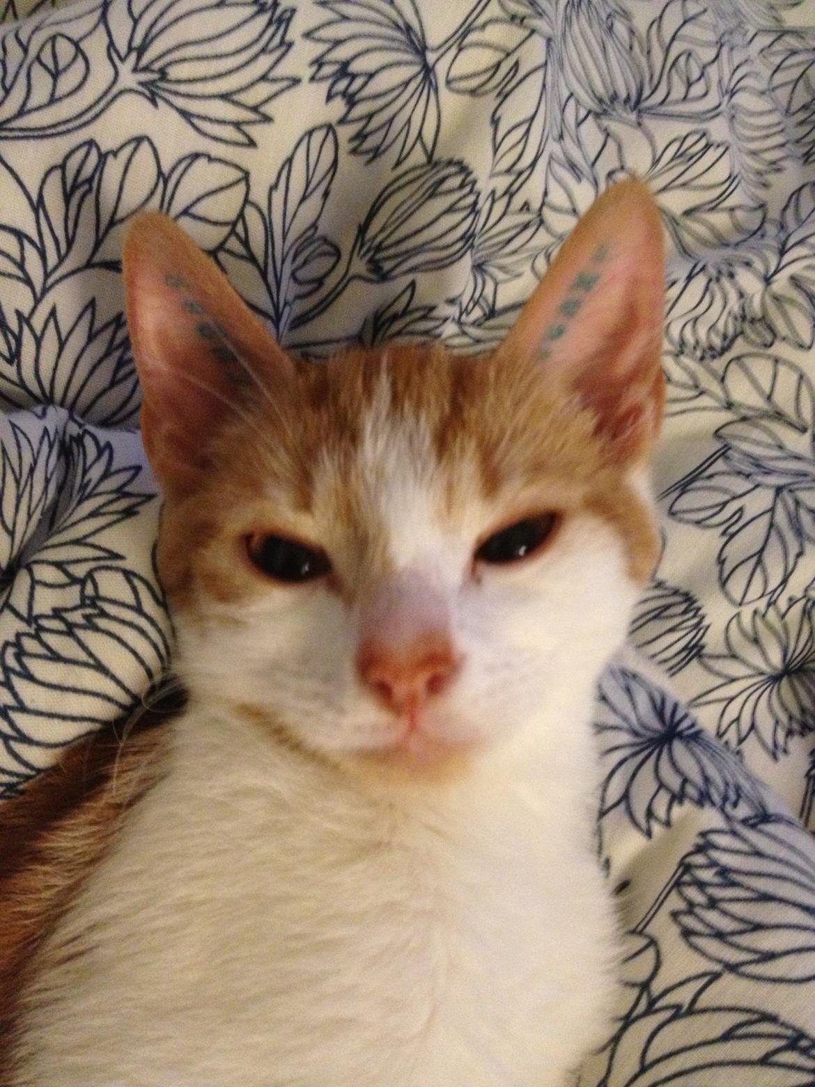 Huskat Chilli billede 6