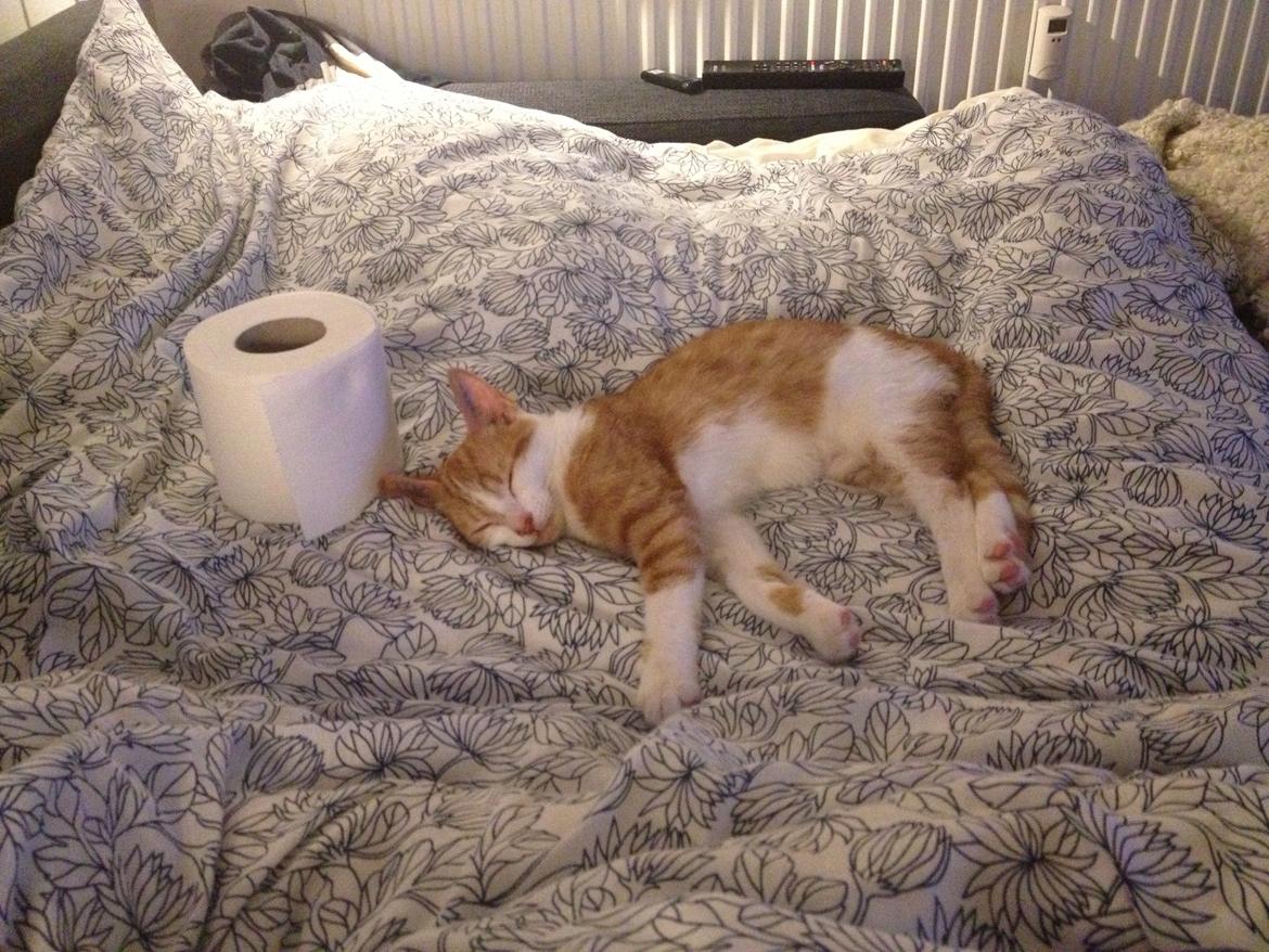 Huskat Chilli billede 7