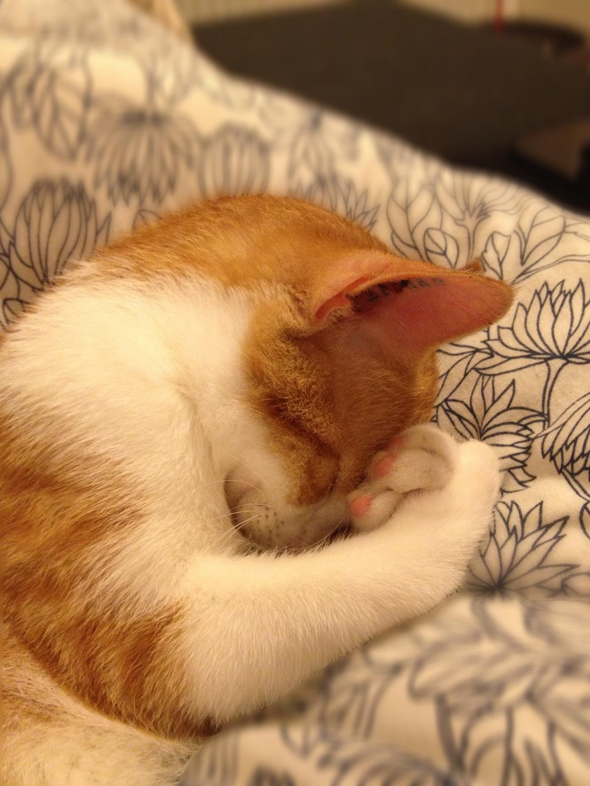 Huskat Chilli billede 8