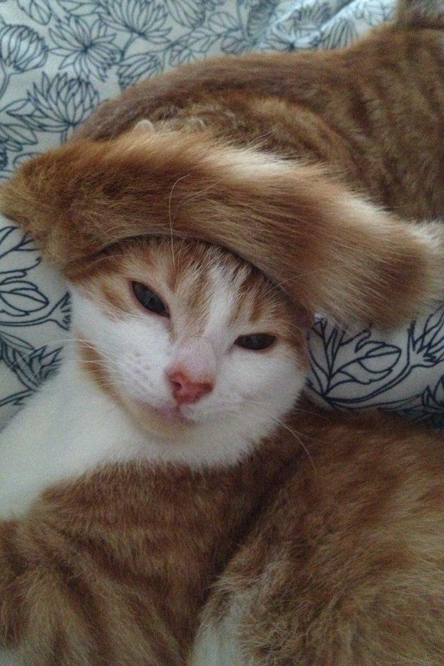 Huskat Chilli billede 9