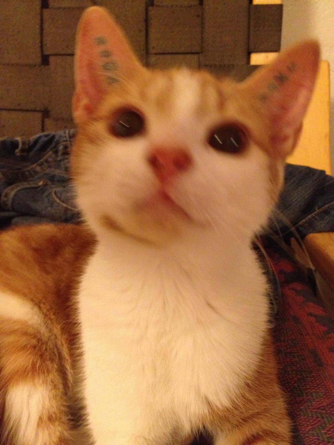 Huskat Chilli billede 10