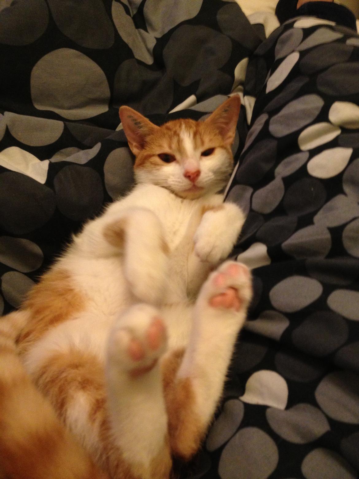 Huskat Chilli billede 11