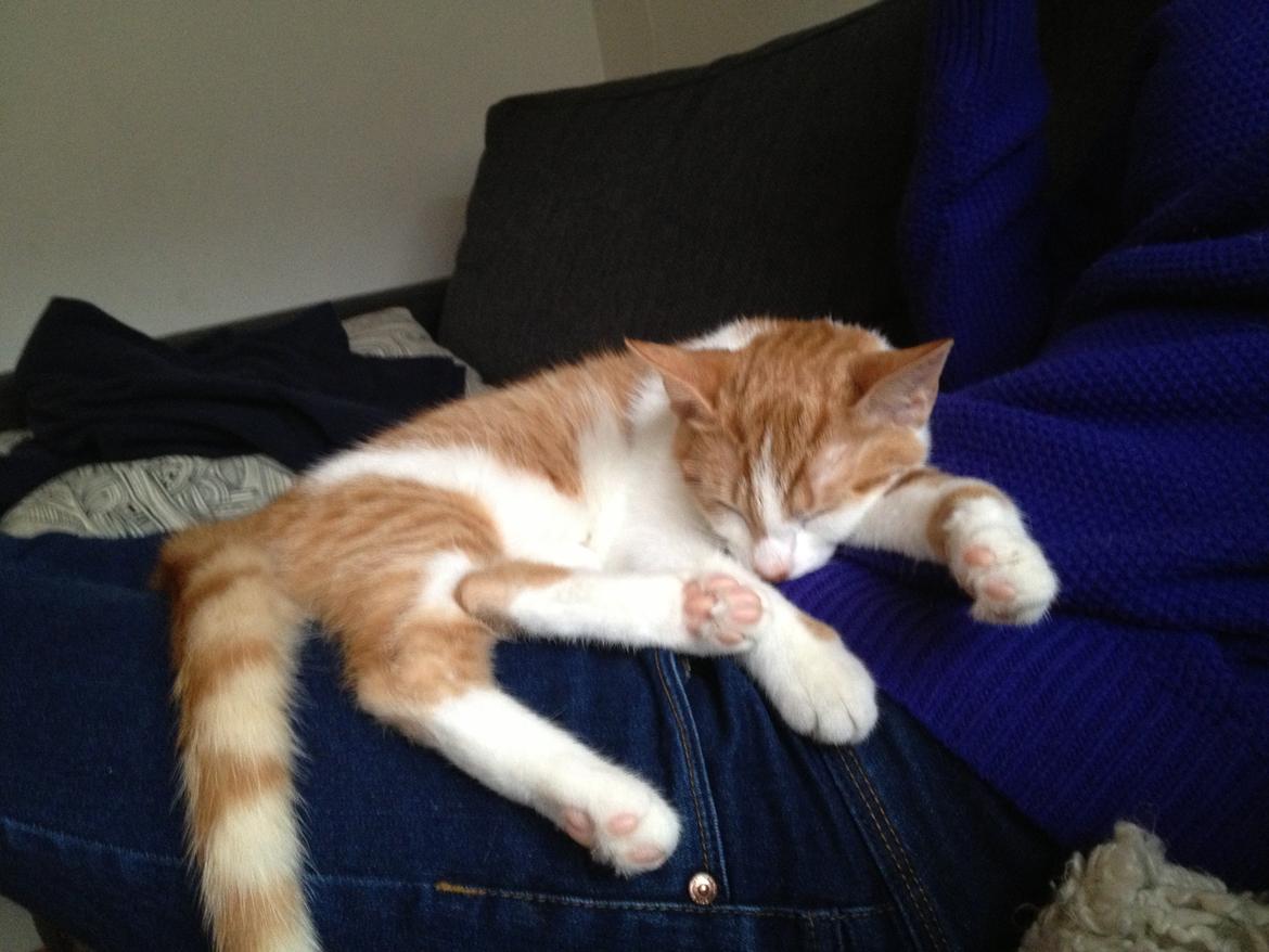 Huskat Chilli billede 12