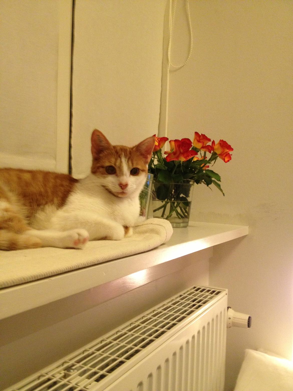 Huskat Chilli billede 13