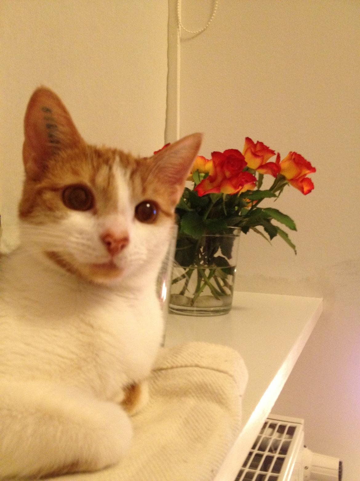 Huskat Chilli billede 14