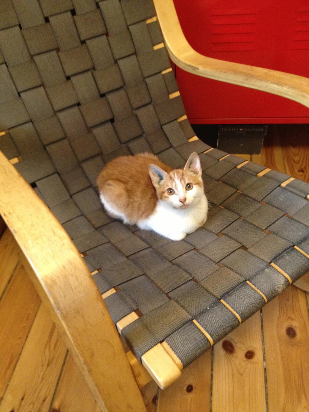 Huskat Chilli billede 15