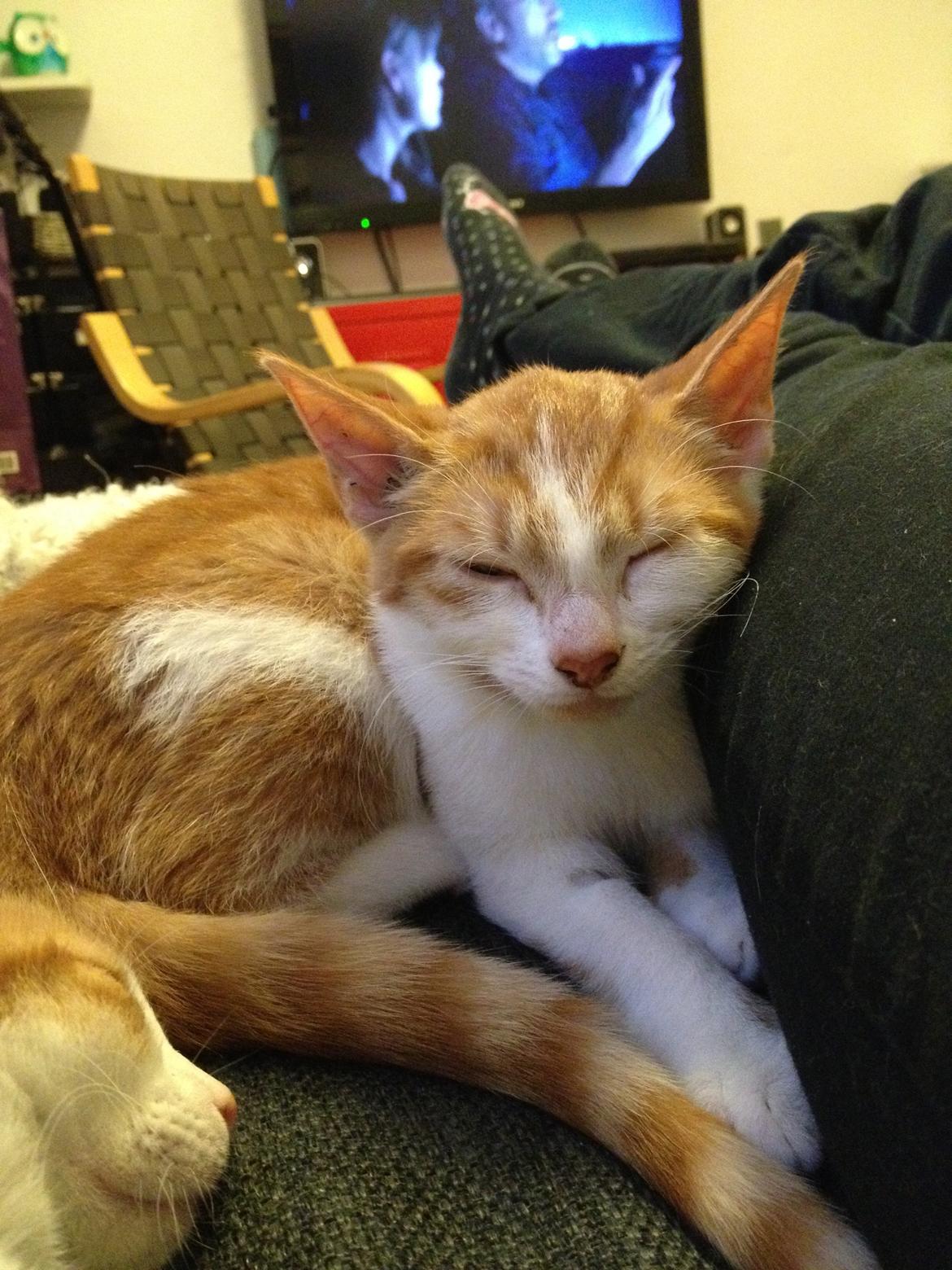 Huskat Chilli billede 16