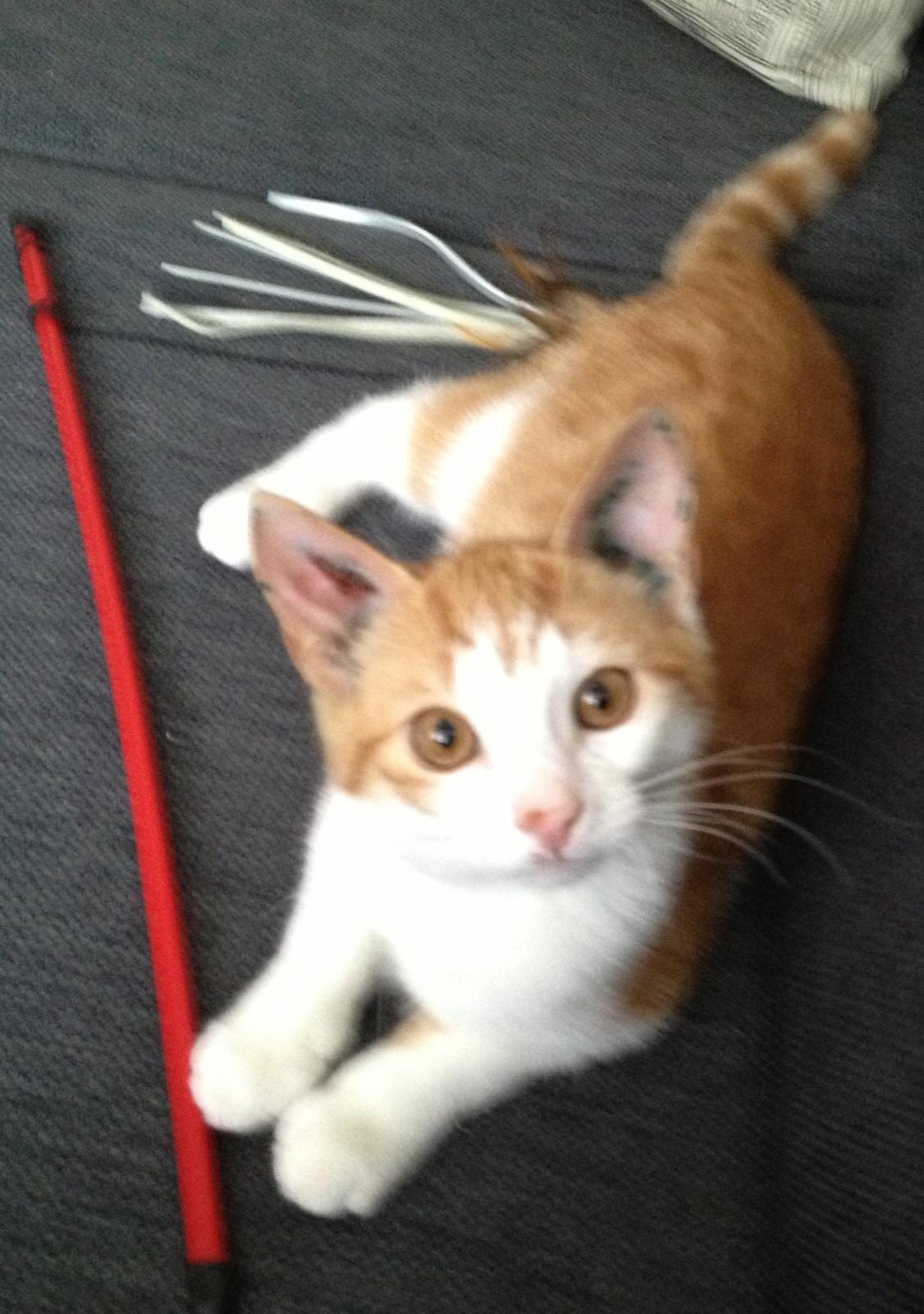 Huskat Jello billede 1