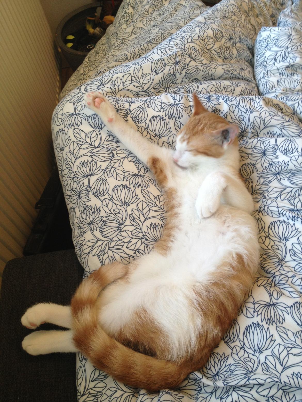 Huskat Jello billede 2