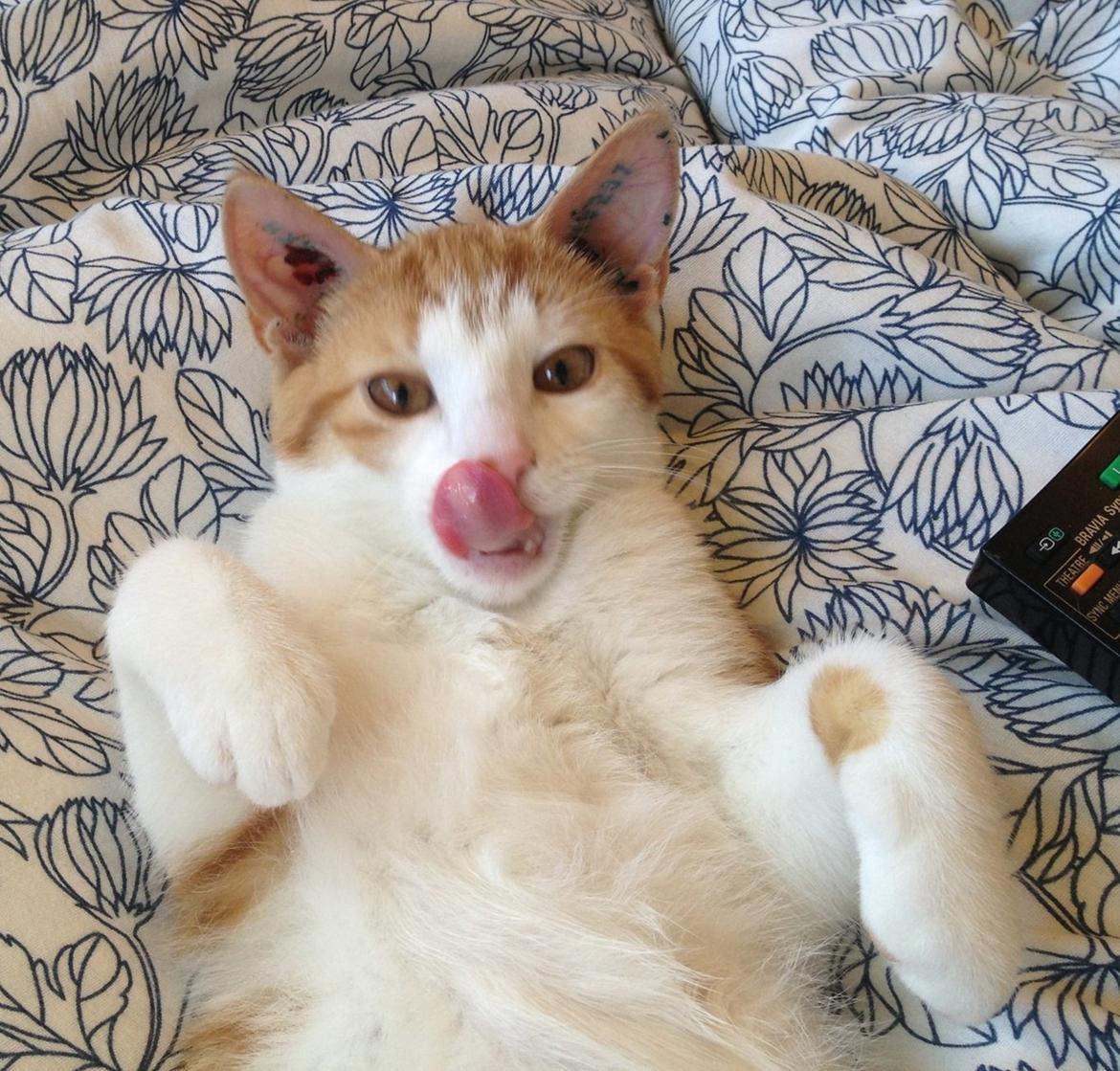 Huskat Jello billede 3