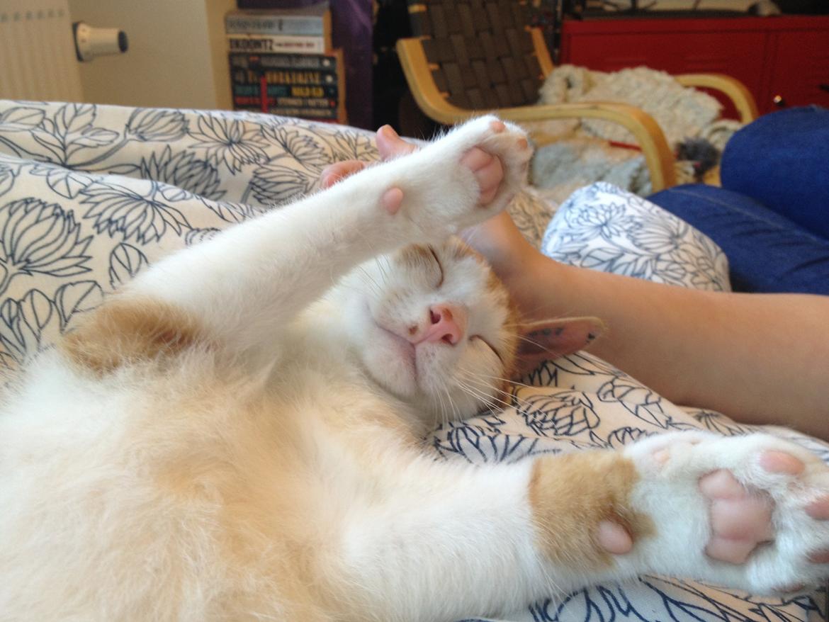 Huskat Jello billede 4