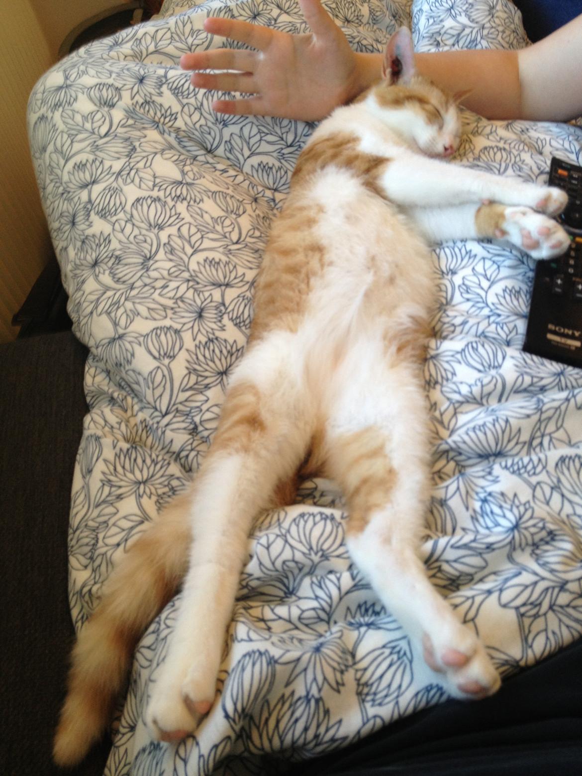 Huskat Jello billede 5