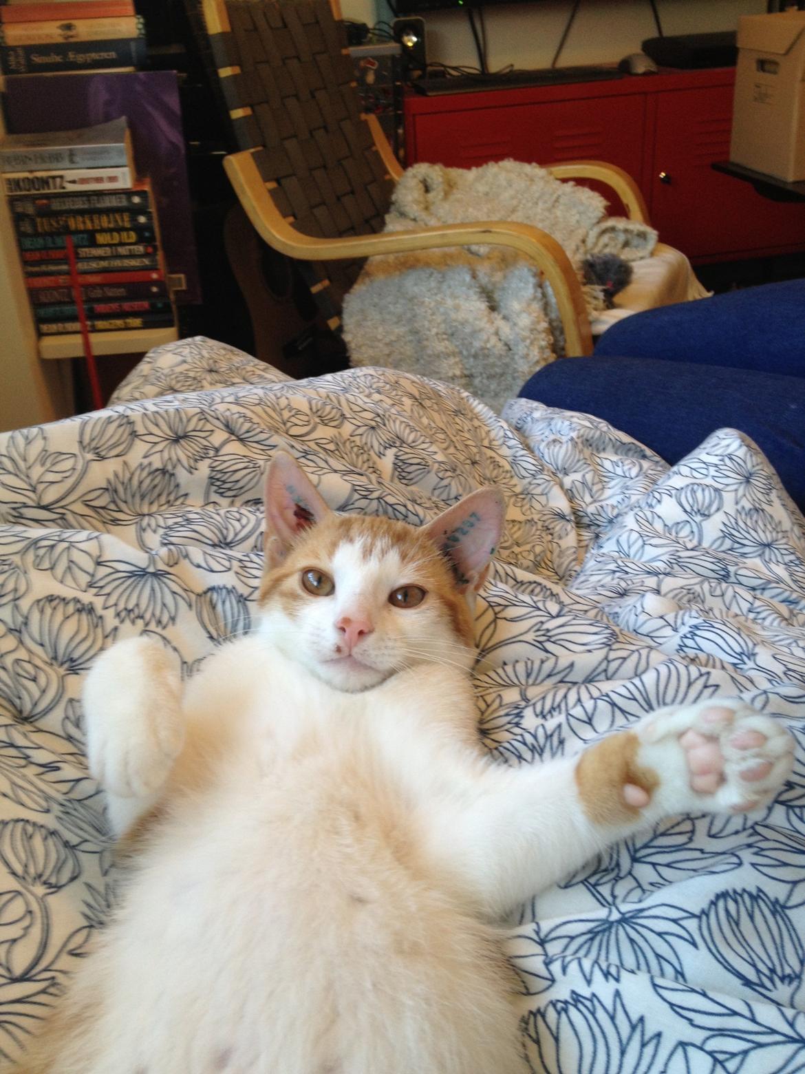 Huskat Jello billede 6