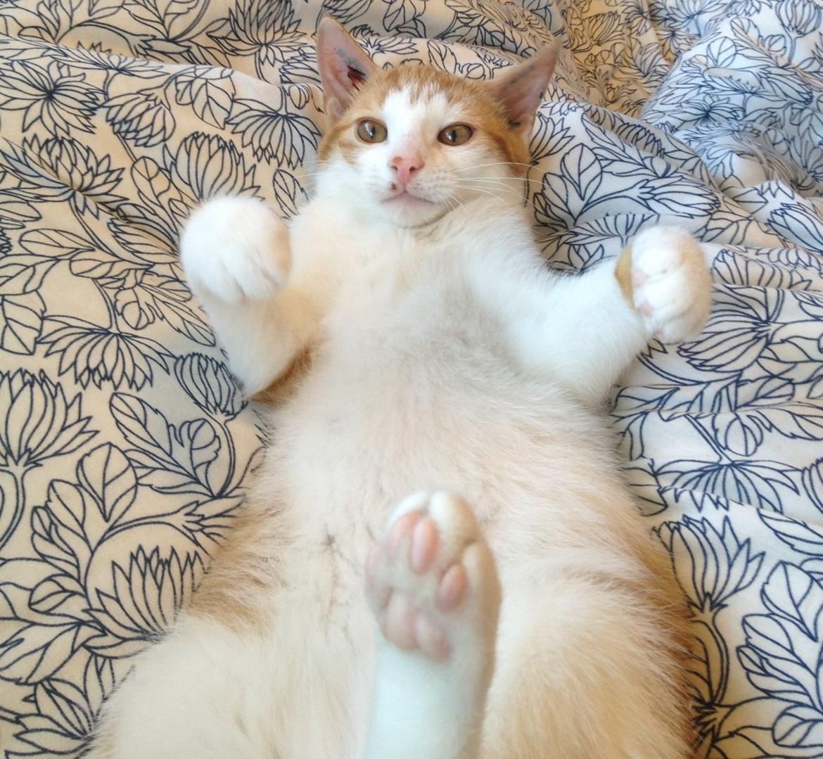 Huskat Jello billede 7