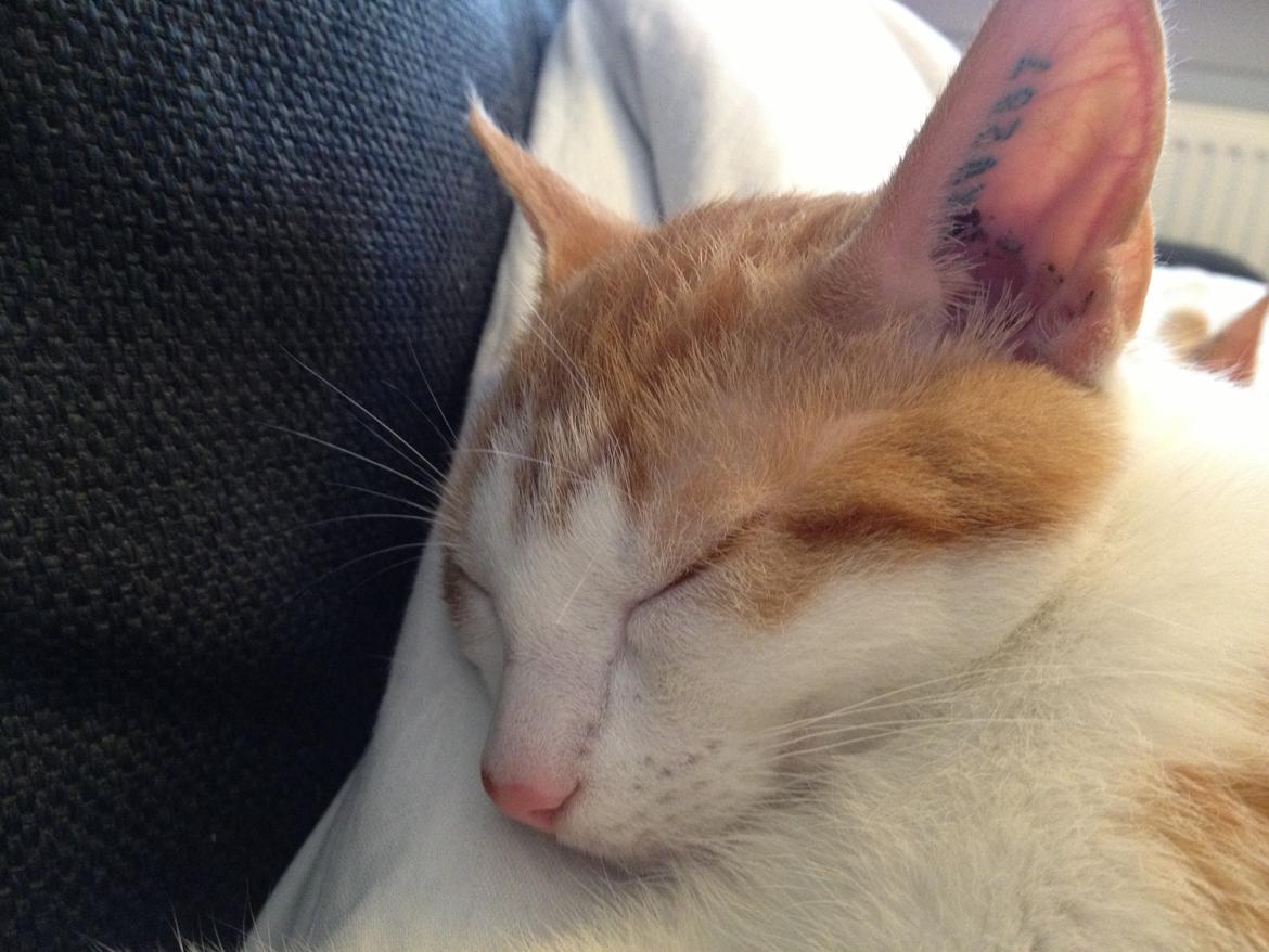 Huskat Jello billede 8