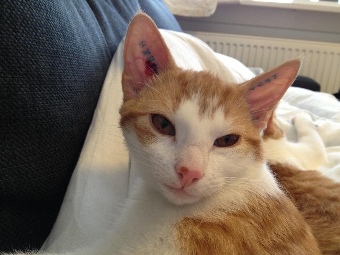 Huskat Jello billede 9