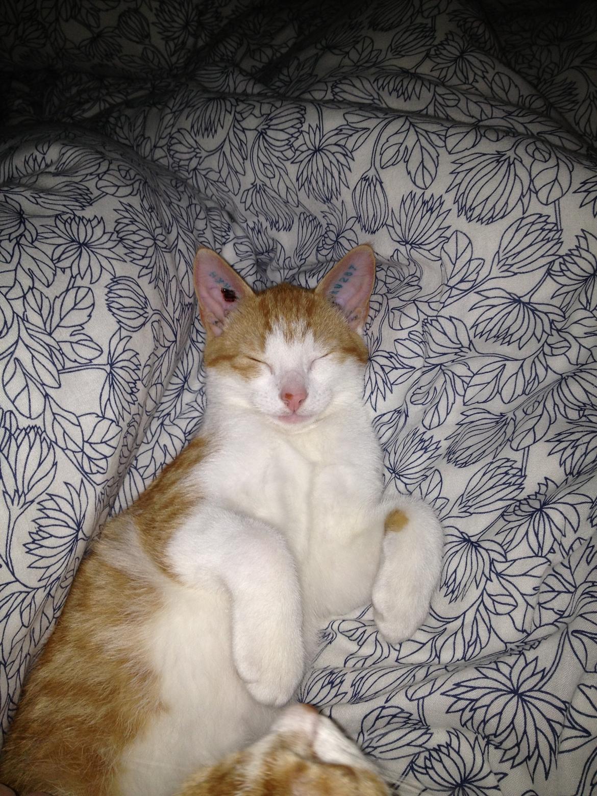 Huskat Jello billede 10