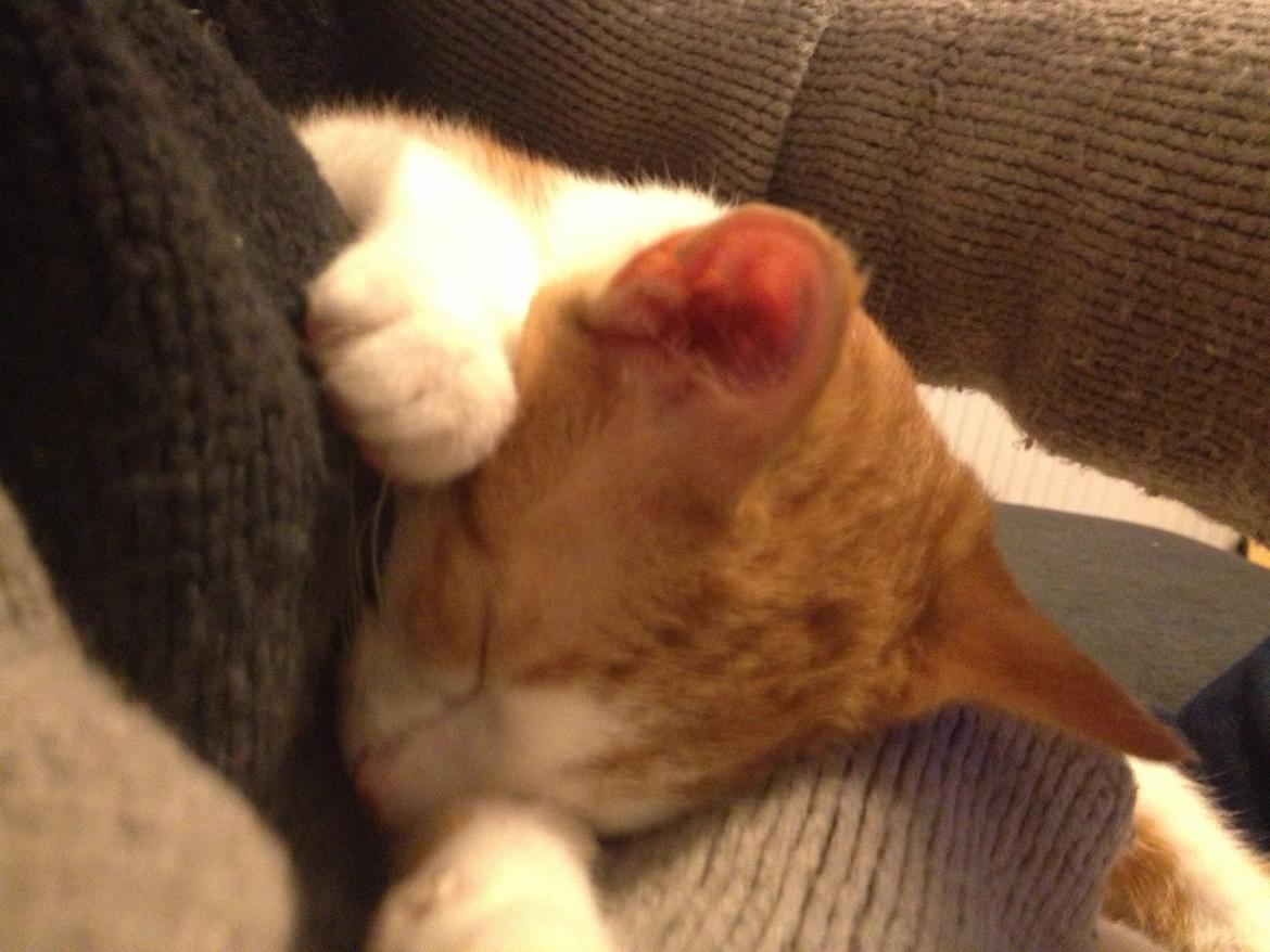 Huskat Jello billede 11