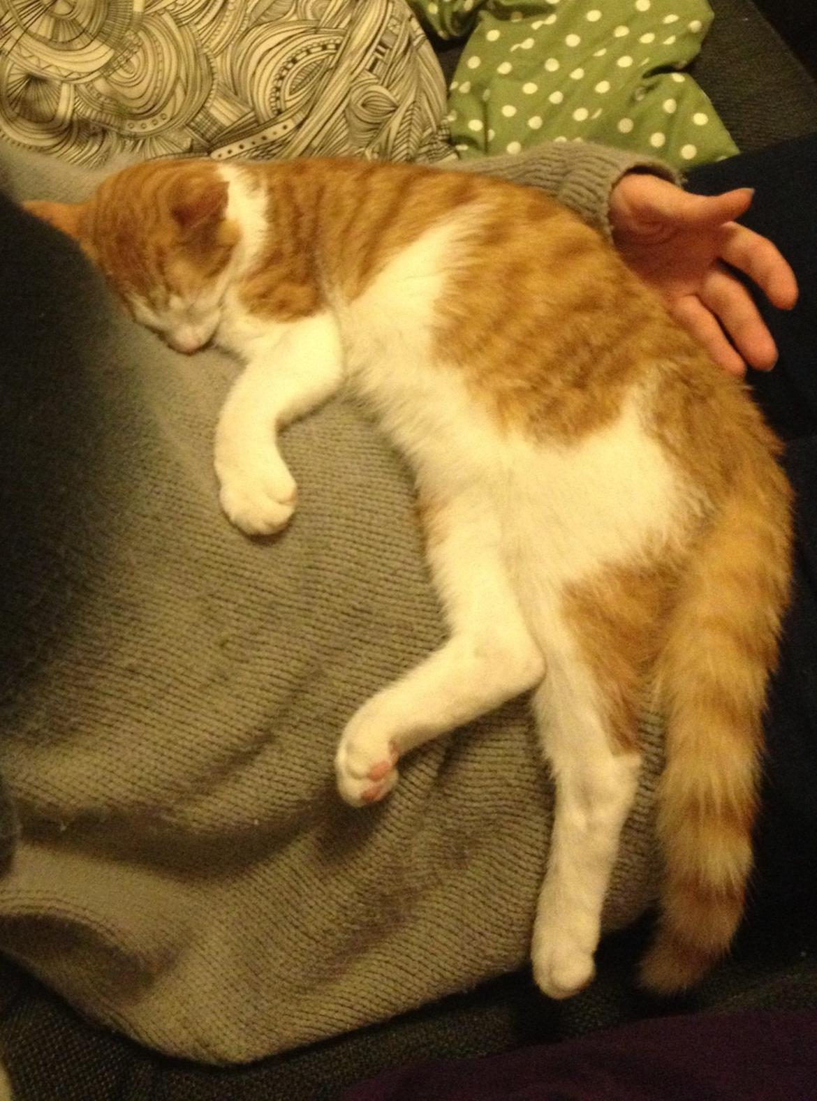 Huskat Jello billede 12