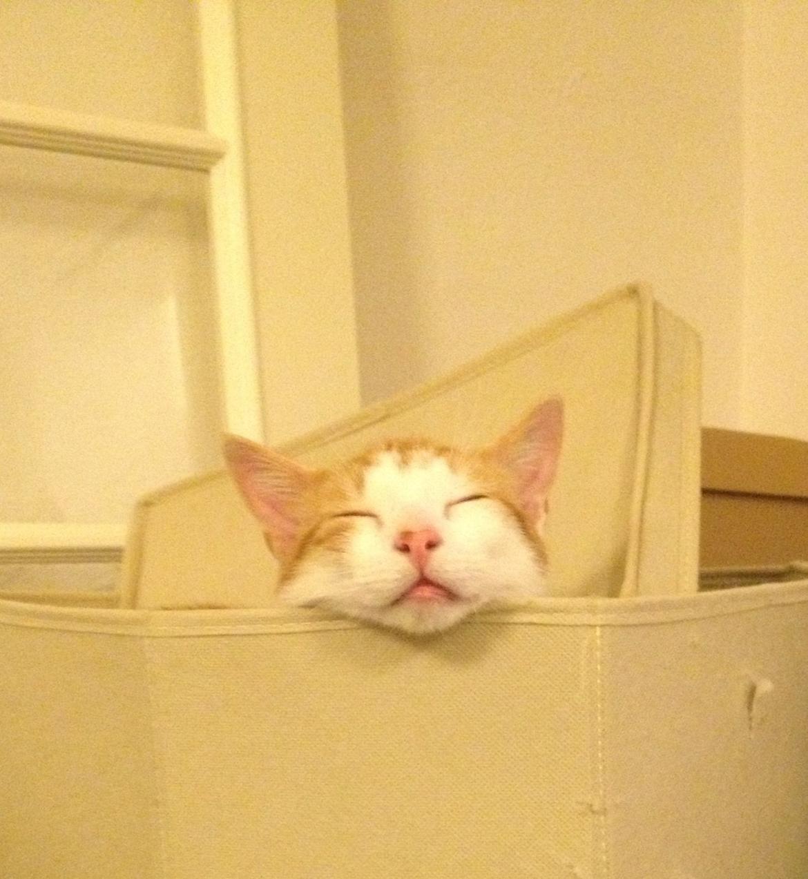 Huskat Jello billede 13