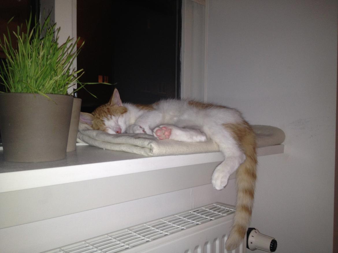 Huskat Jello billede 14