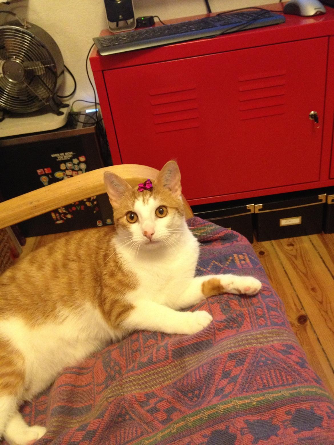 Huskat Jello billede 15