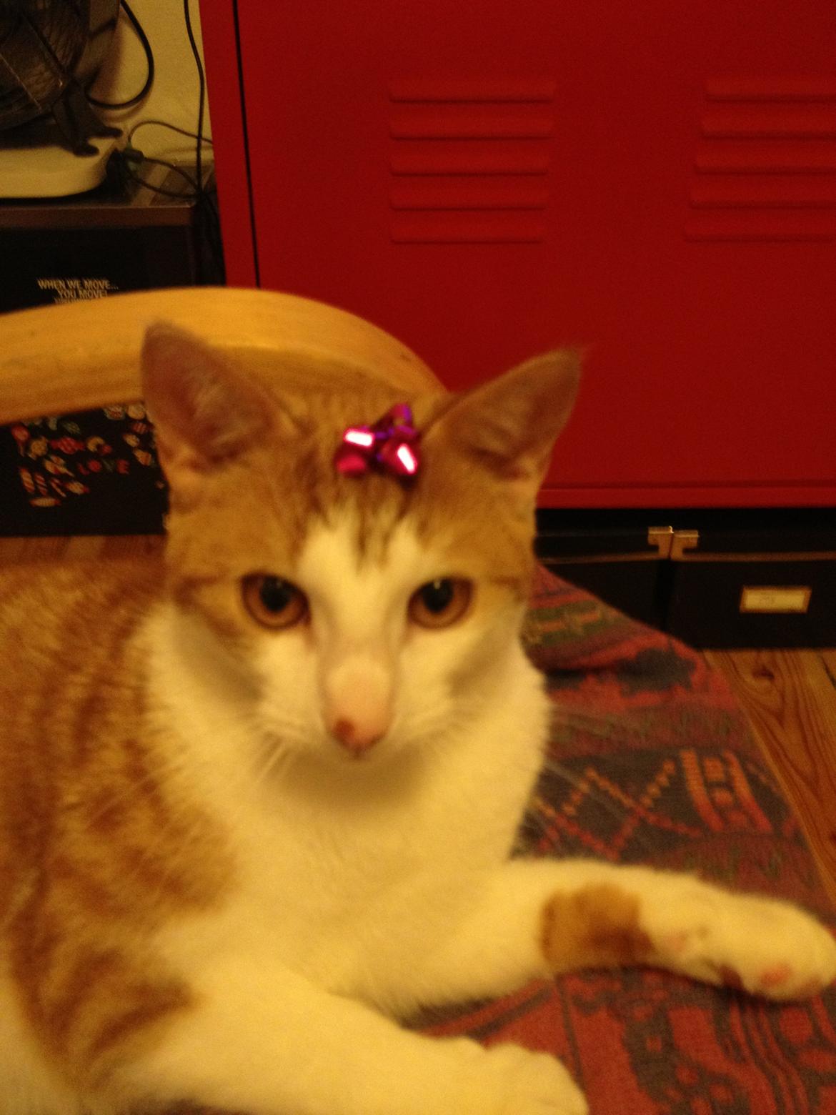 Huskat Jello billede 16