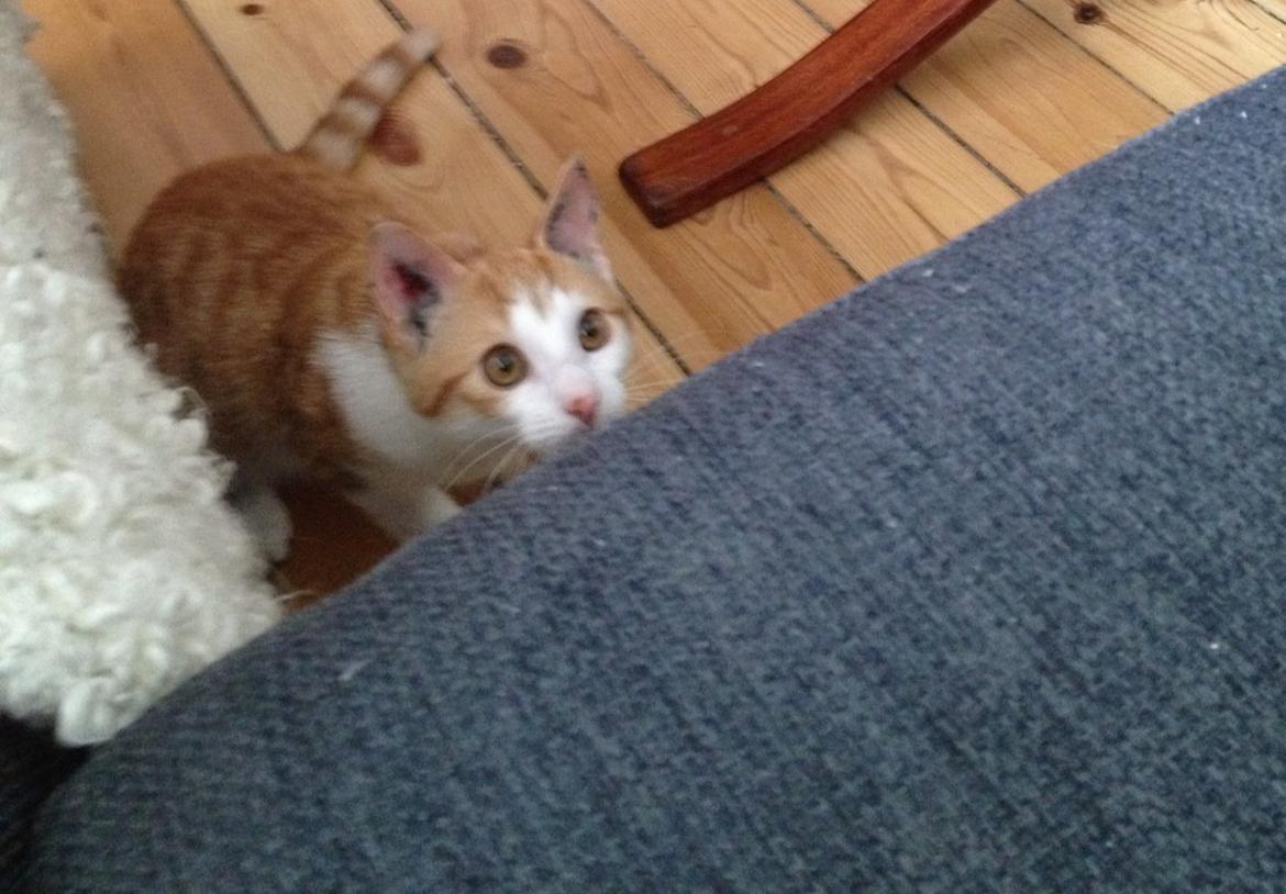 Huskat Jello billede 17