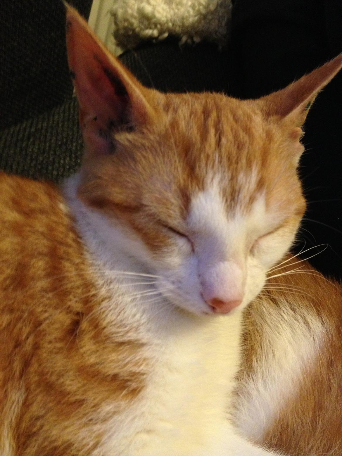 Huskat Jello billede 18