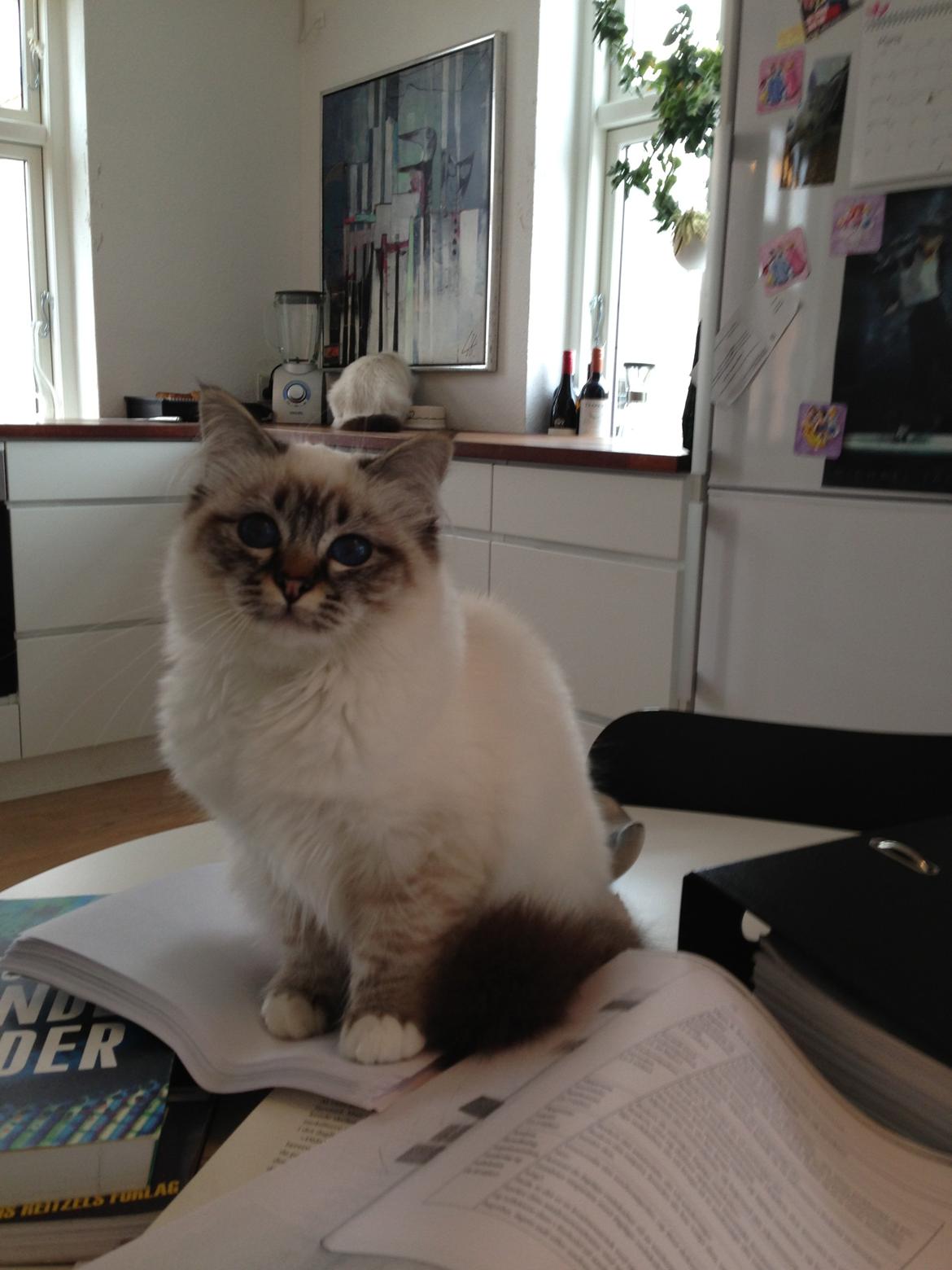 Hellig Birma Lilly (D´Lies Tommelise) billede 13