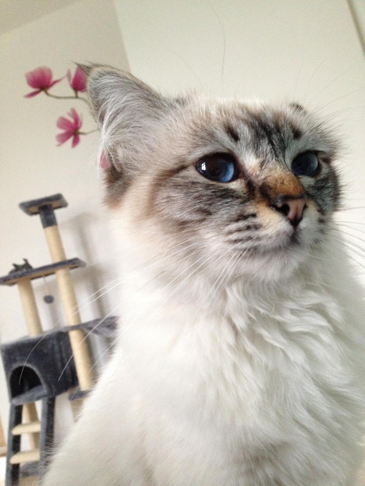 Hellig Birma Lilly (D´Lies Tommelise) billede 11