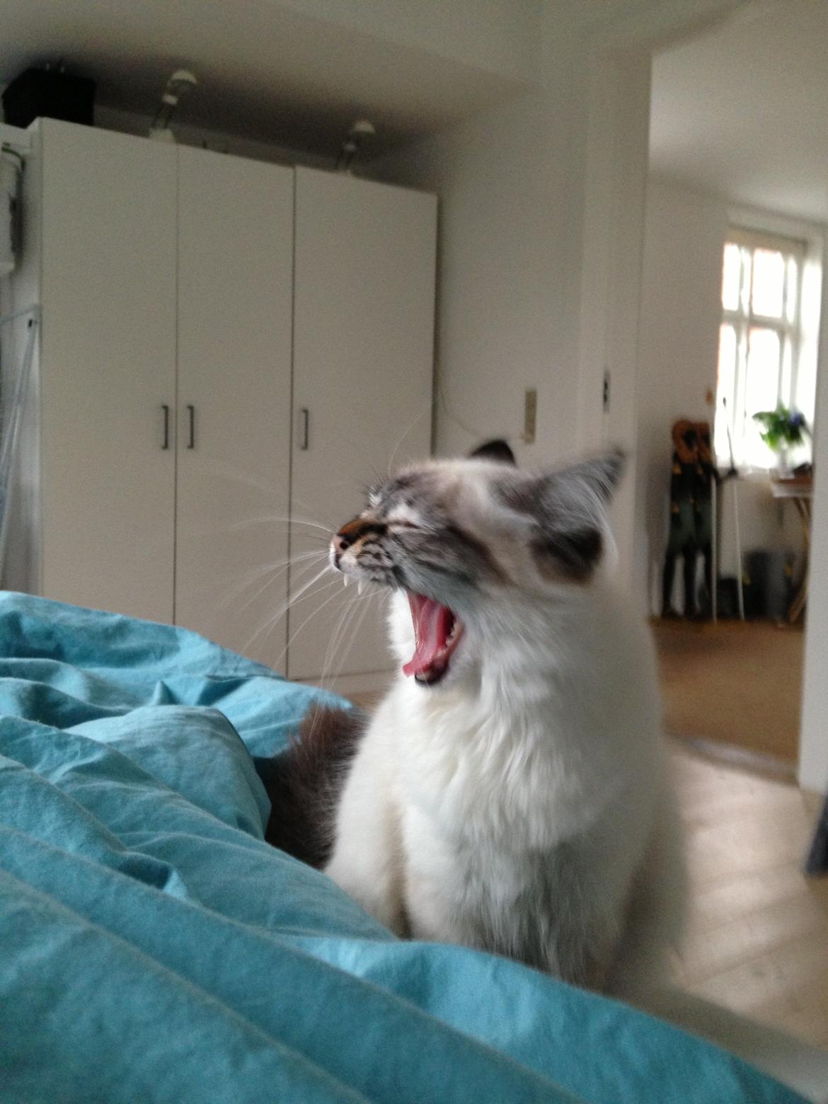 Hellig Birma Lilly (D´Lies Tommelise) billede 12