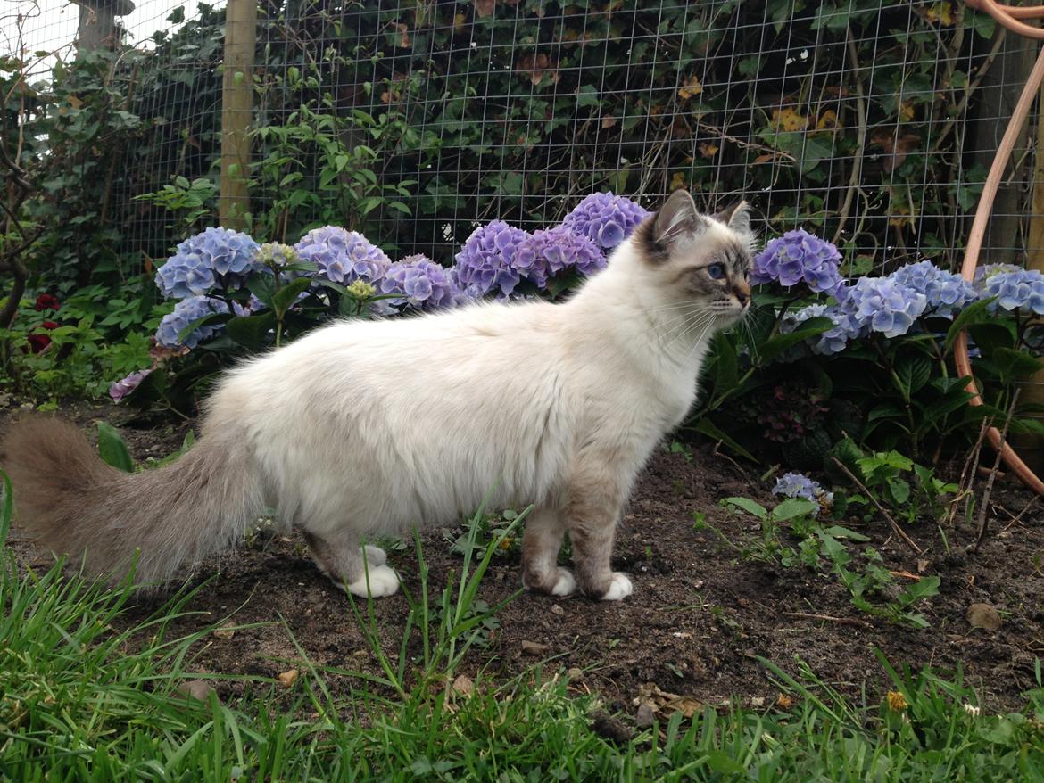 Hellig Birma Lilly (D´Lies Tommelise) billede 9