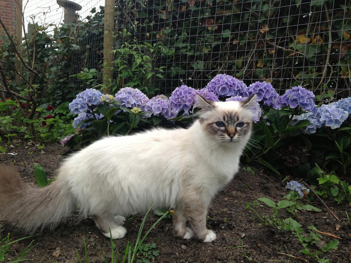 Hellig Birma Lilly (D´Lies Tommelise) billede 10