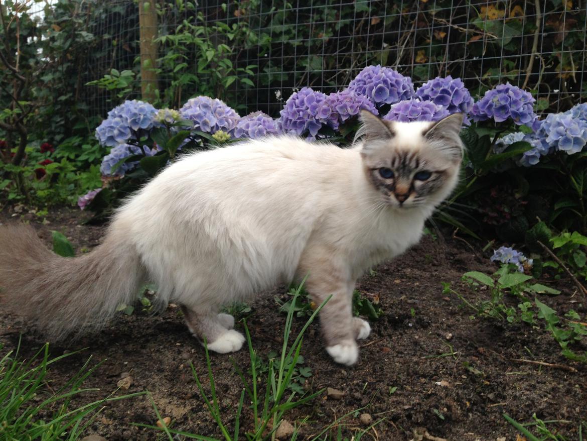 Hellig Birma Lilly (D´Lies Tommelise) billede 8