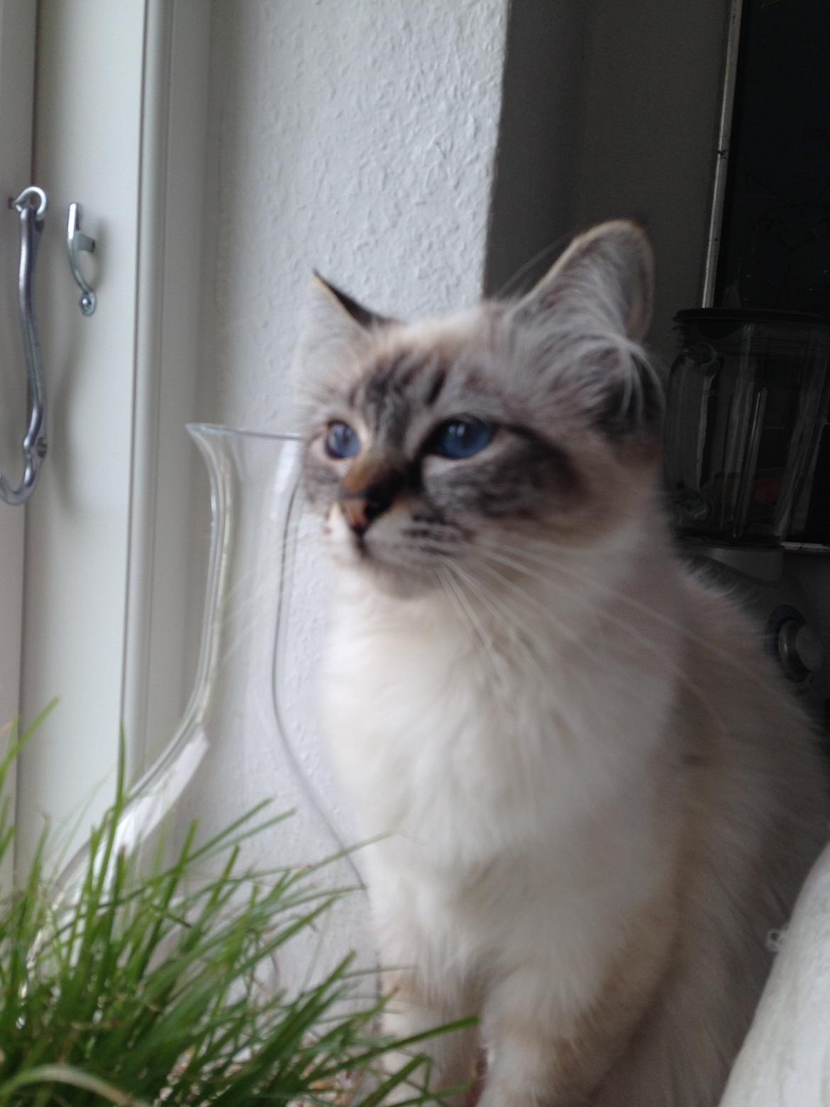 Hellig Birma Lilly (D´Lies Tommelise) billede 7