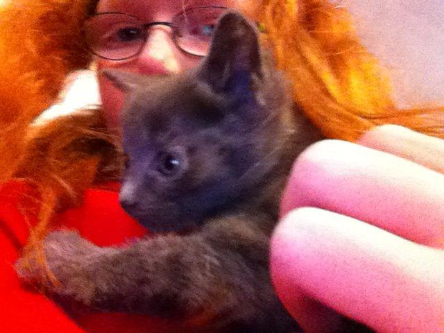 Huskat Joker<3 (Sov sødt min lille nusse<3) R.I.P billede 6