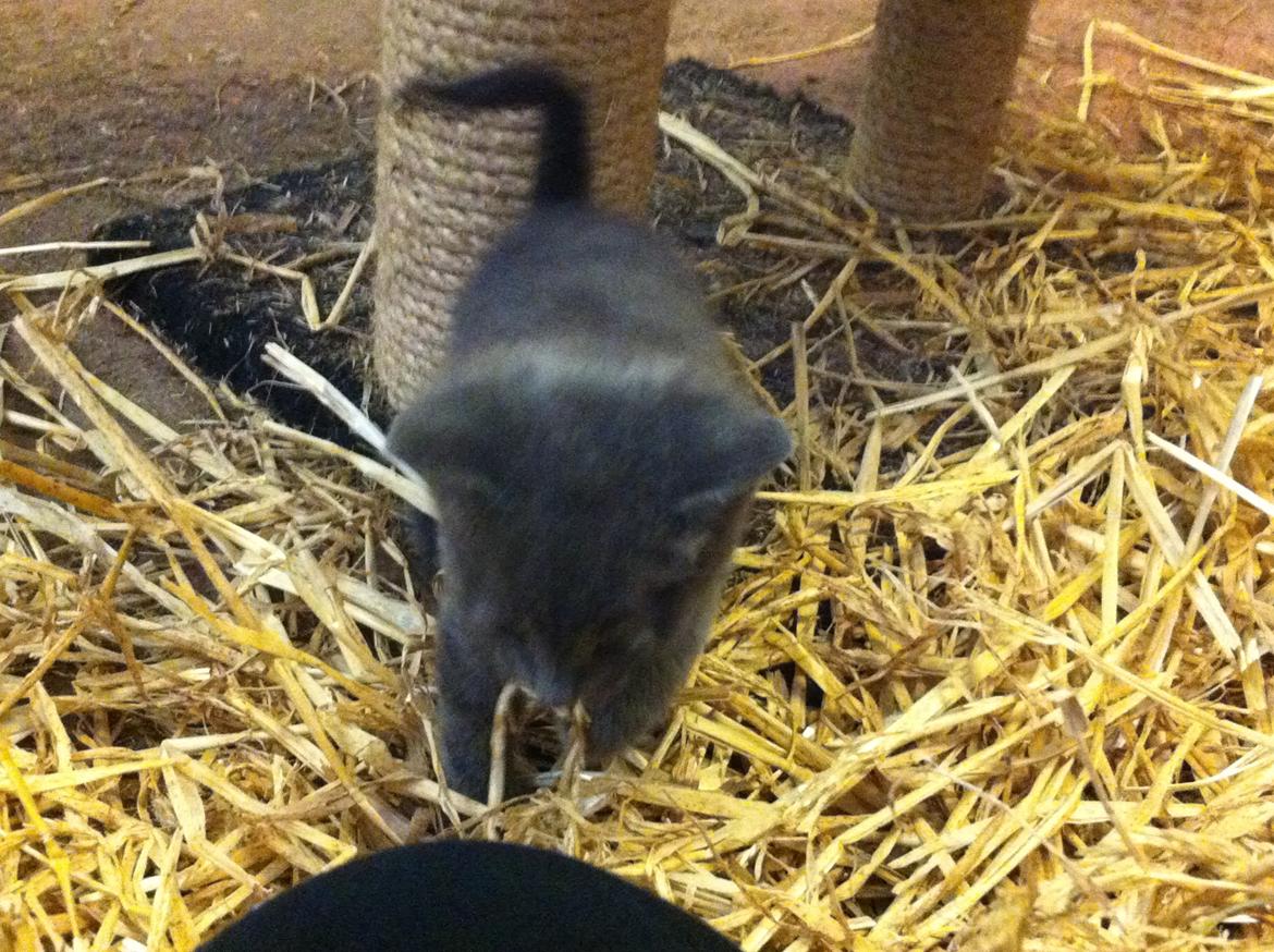 Huskat Joker<3 (Sov sødt min lille nusse<3) R.I.P billede 7