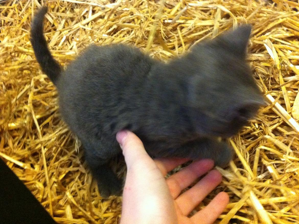 Huskat Joker<3 (Sov sødt min lille nusse<3) R.I.P billede 14