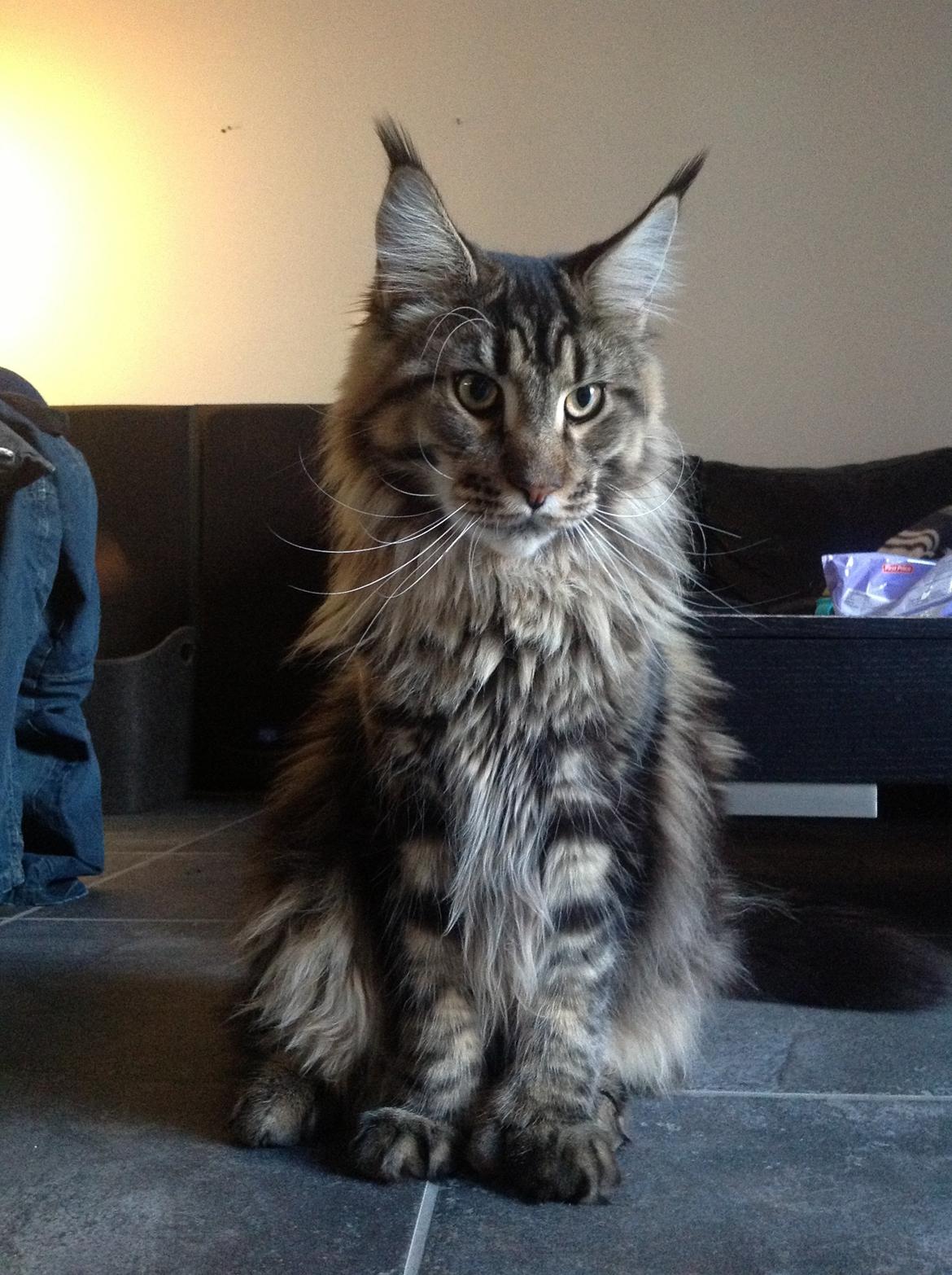 Maine Coon Baby (poly) billede 5
