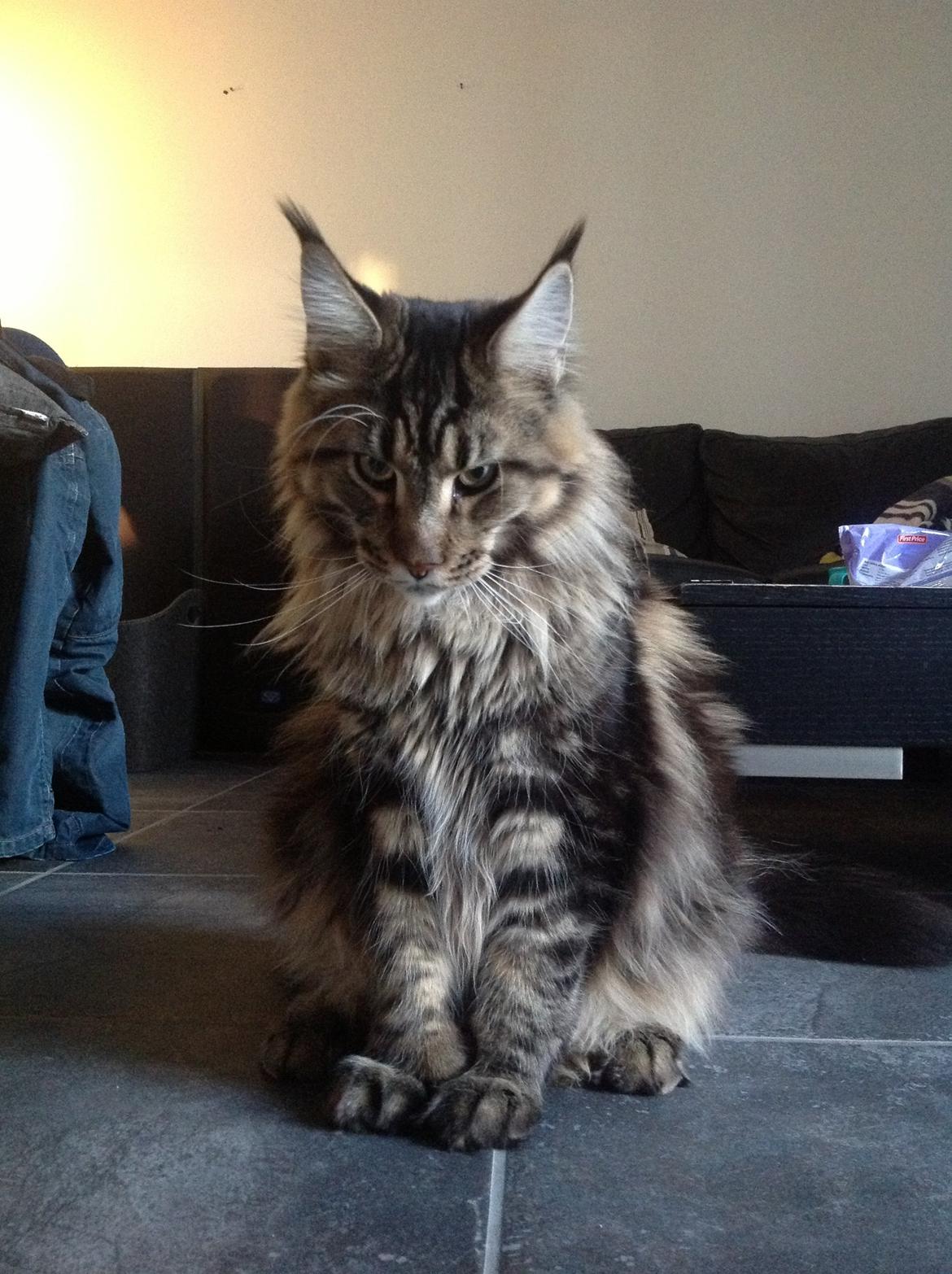 Maine Coon Baby (poly) billede 7