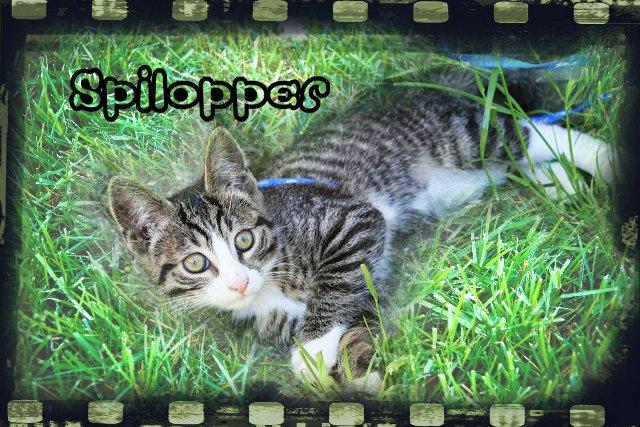 Blanding af racer Spilopper billede 11