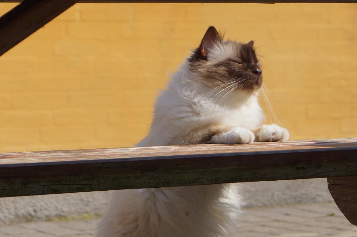 Hellig Birma Chiangmaus Gersimi billede 10