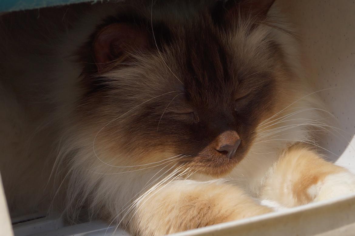 Hellig Birma Chiangmaus Gersimi billede 9